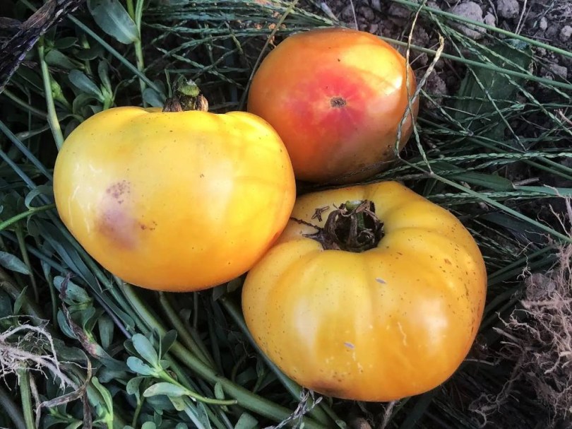 Marzipan Gold paradicsom, Lycopersicum esculentum, paradicsom